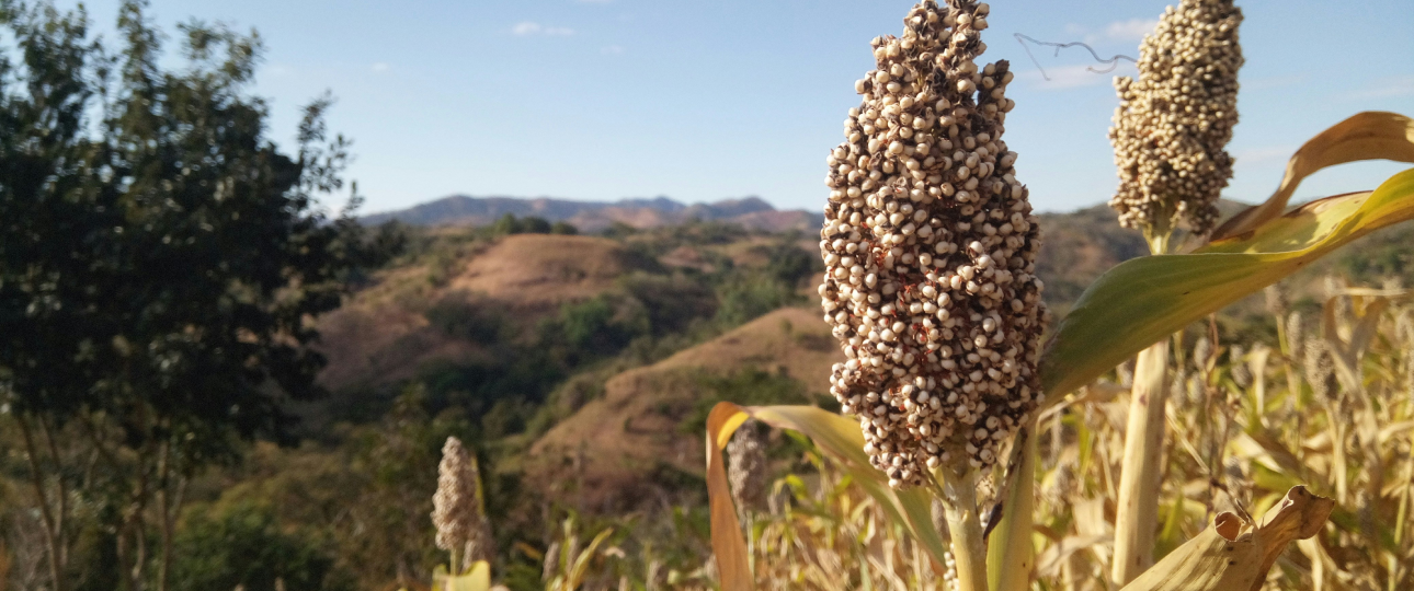 Plante sorgho